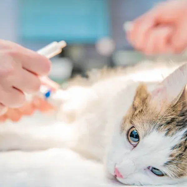 Anesthesia for Catsf