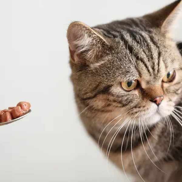 Anorexia in Cats