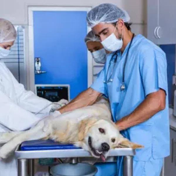 Anthrax in Dogs