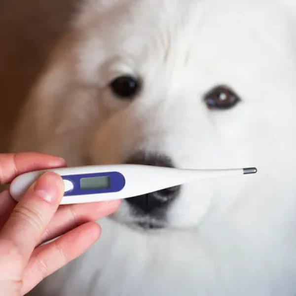 Antibiotic-Resistant Bacterial Infections in Dogs