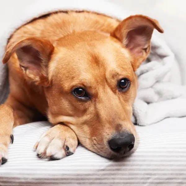 Anticoagulant Rodenticide Poisoning in Dogs