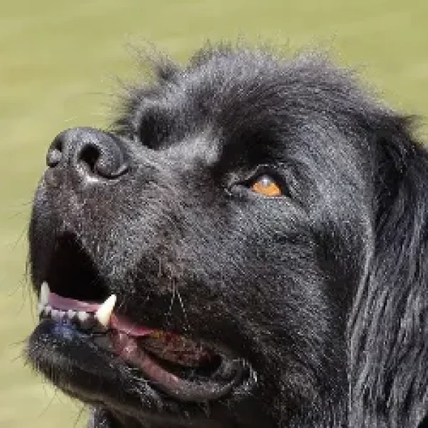 Aortic Stenosis in Dogs