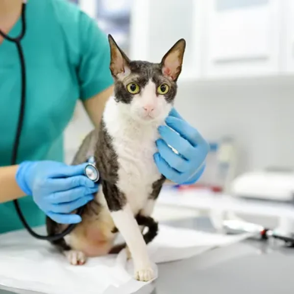 Aortic Thromboembolism in Cats
