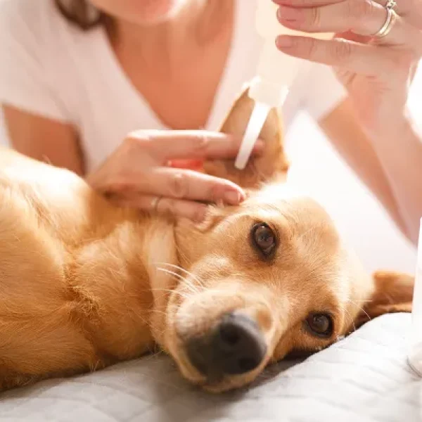 Applying Ear Drops to Dogs