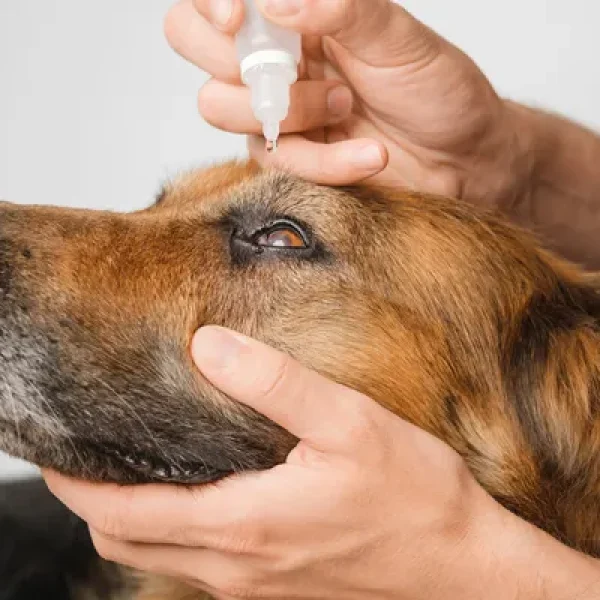 Applying Eye Drops to Dogs