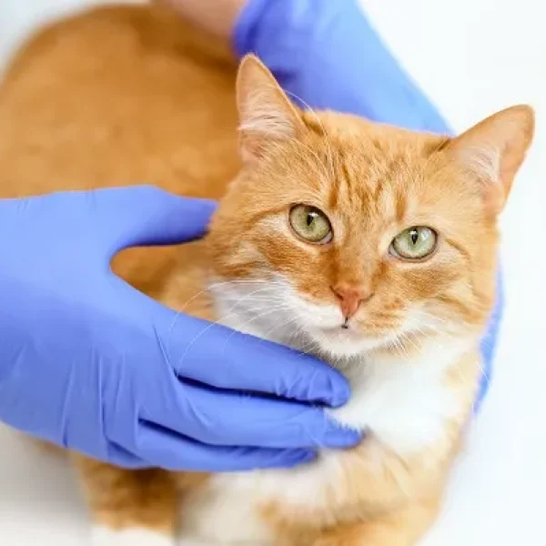 Applying Eye Ointments to Cats