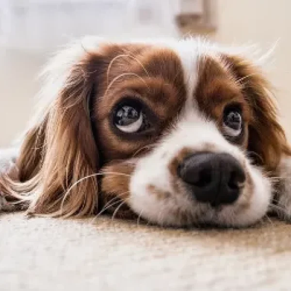Applying Eye Ointments to Dogs