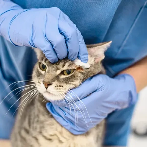 Applying Ointments, Creams, and Lotions on Cats