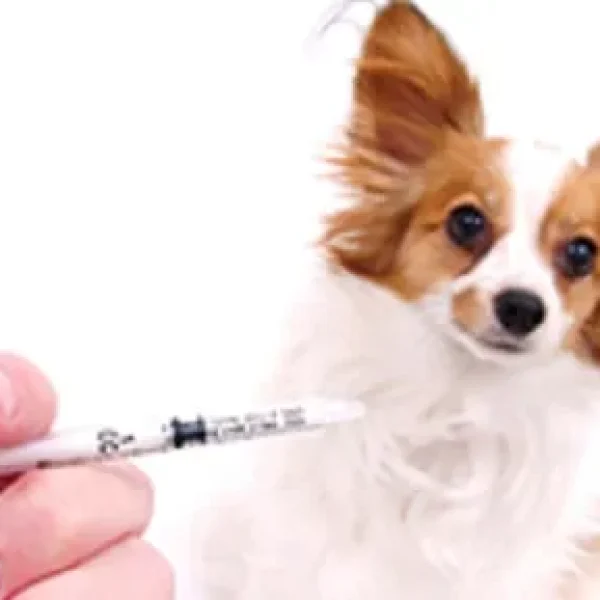 Are Booster Vaccines Necessary for Dogs