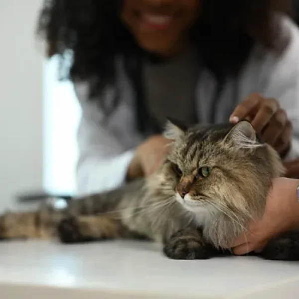 Arsenic Poisoning in Cats