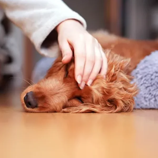 Arsenic Poisoning in Dogs