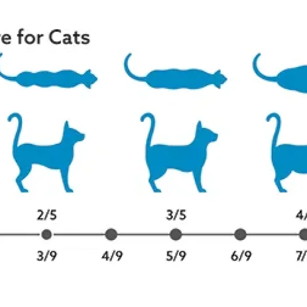 Arthritis and Nutrition for Cats