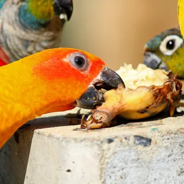 Aspergillosis in Birds