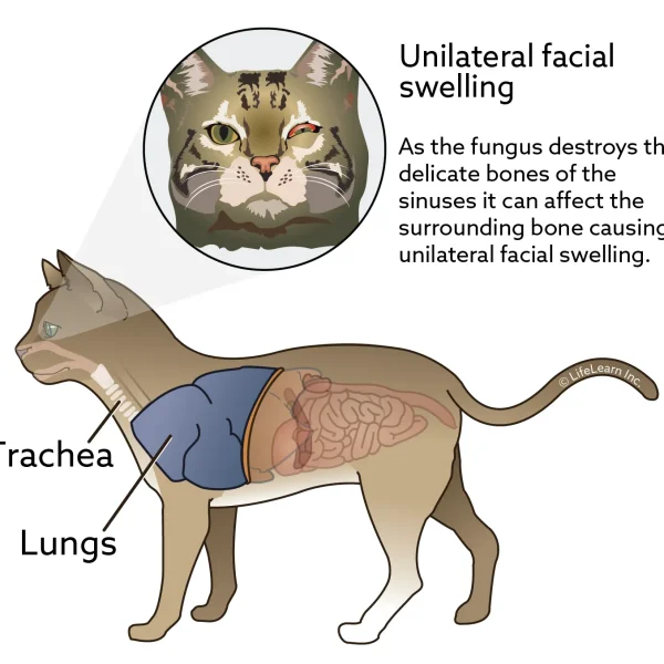 Aspergillosis in Cats