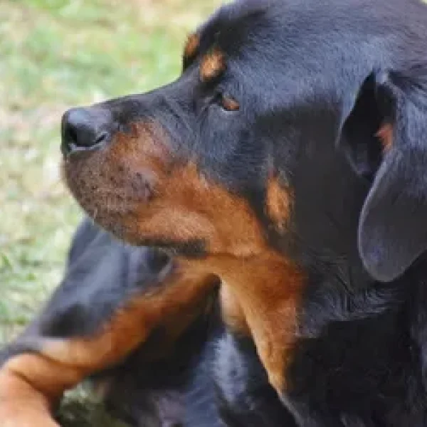 Aspergillosis in Dogs