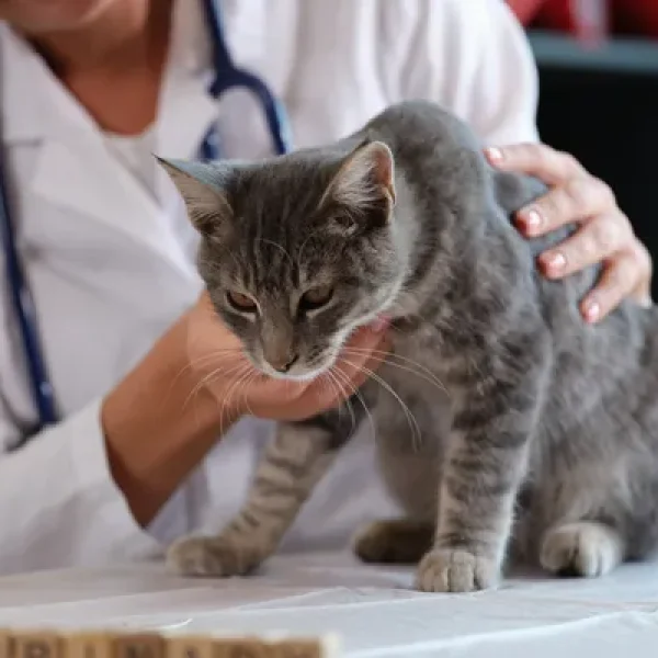 Aspirin Poisoning in Cats