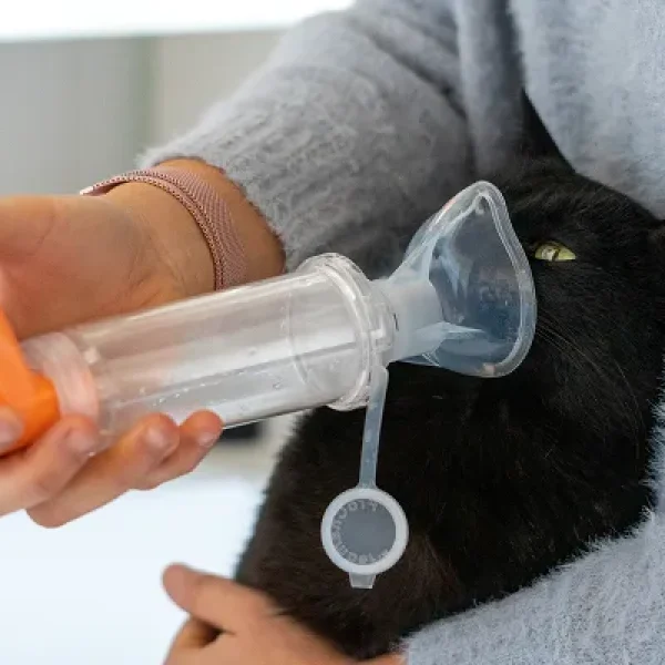 Asthma and Bronchitis in Catst