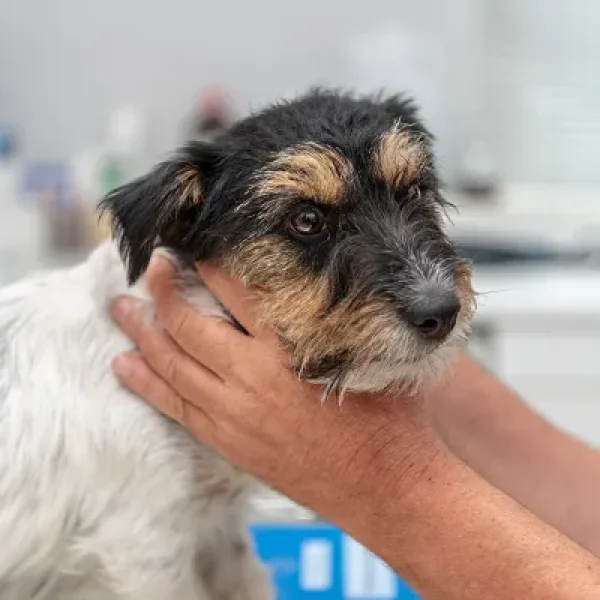 Atlantoaxial Luxation