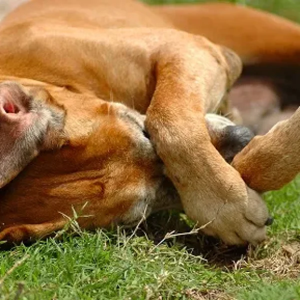 Atopic Dermatitis (Atopy) in Dogs