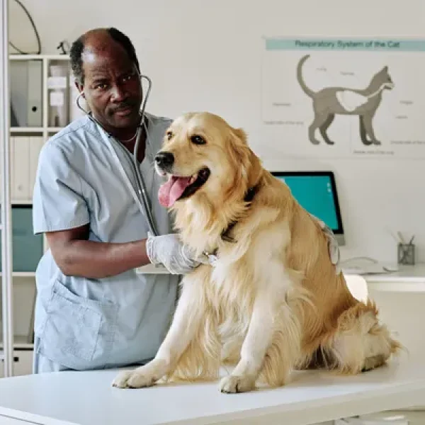 Atrioventricular Valve Dysplasia in Dogs