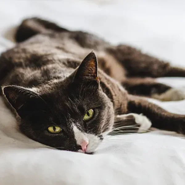 Autoimmune Hemolytic Anemia in Cats