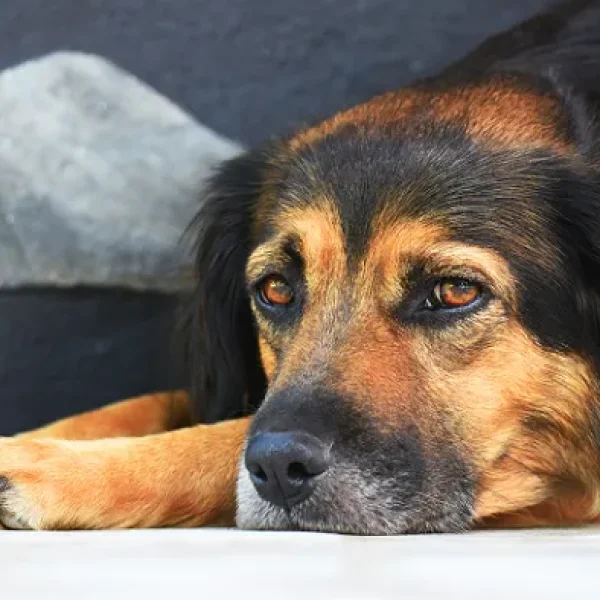 Autoimmune Hemolytic Anemia in Dogs