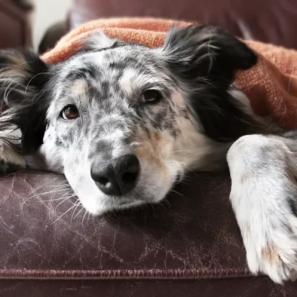 Autoimmune Hemolytic Anemia in Dogs2