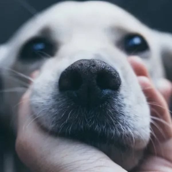 Autoimmune Skin Disease in Dogs