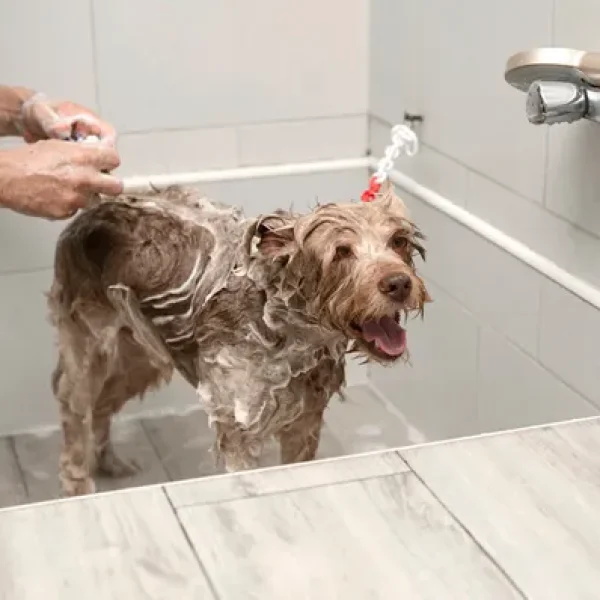 Avenanthramides with Ceramides and Chlorhexidine (CeraSoothe)