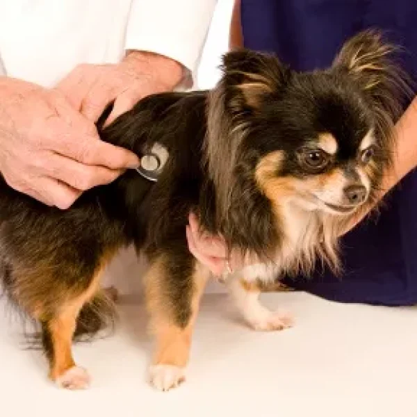 Bacterial Pneumonia and Bronchopneumonia in Dogs