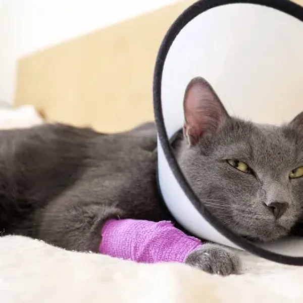 Bandage and Splint Care for Cats