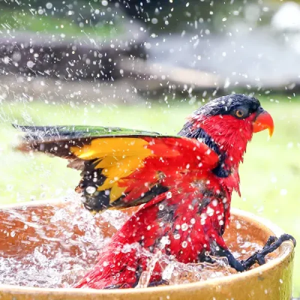Bathing Birds