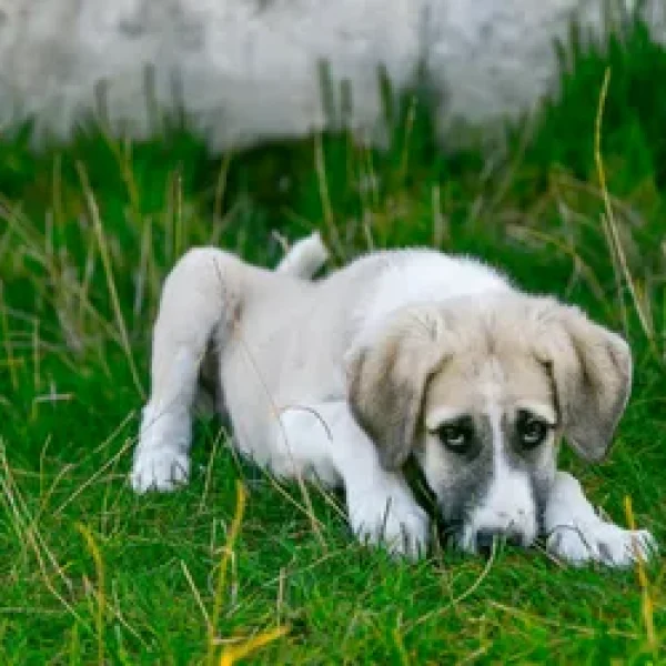 Baylisascaris in Dogs