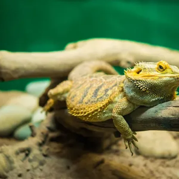 Bearded Dragons - Diseases