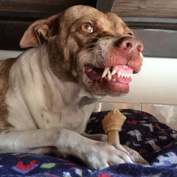 Behavior Counseling Aggression Introduction