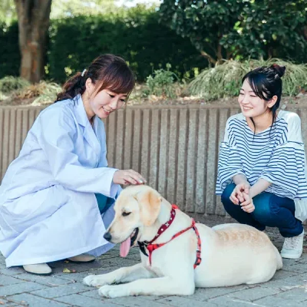 Behavior Counseling Behavior Consultations - Seeing a Veterinary Behaviorist