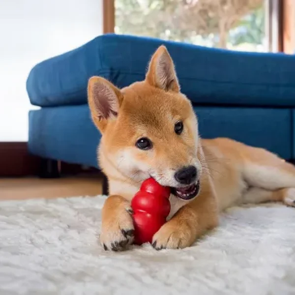 Behavior Management Enrichment and Foraging Toys