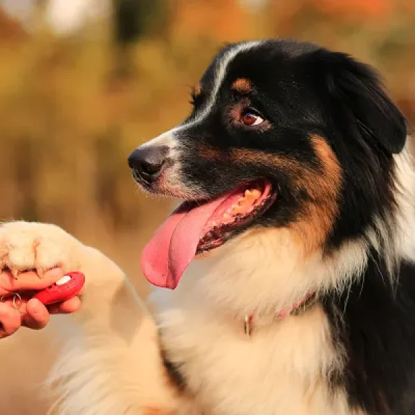 Behavior Modification - Clicker and Target Training