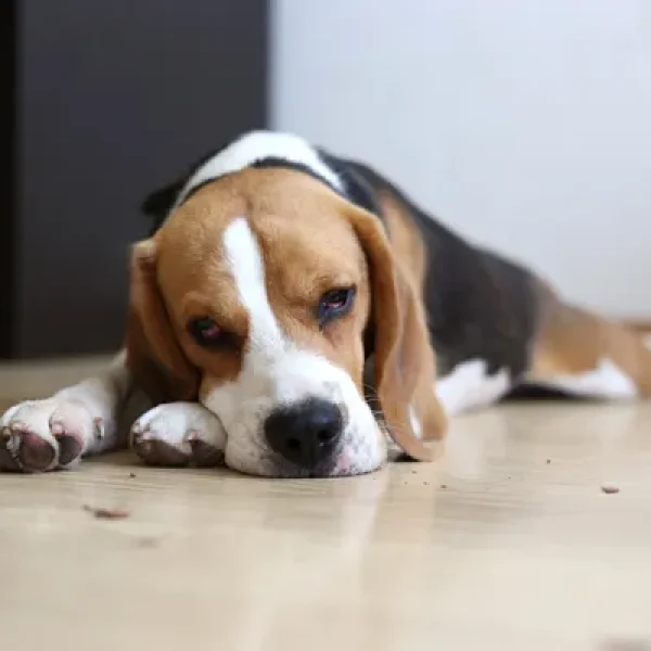 Behavioral Health Medication Poisoning