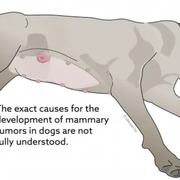 Benign Mammary Tumors in Dogs
