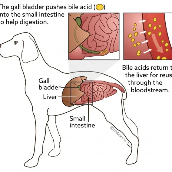 Bile Acid Test