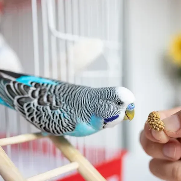 Biting and Screaming in Birds