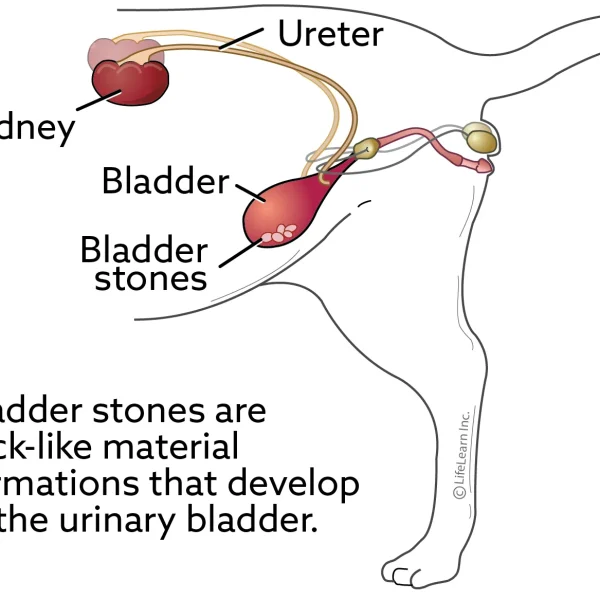 Bladder Stones in Cats