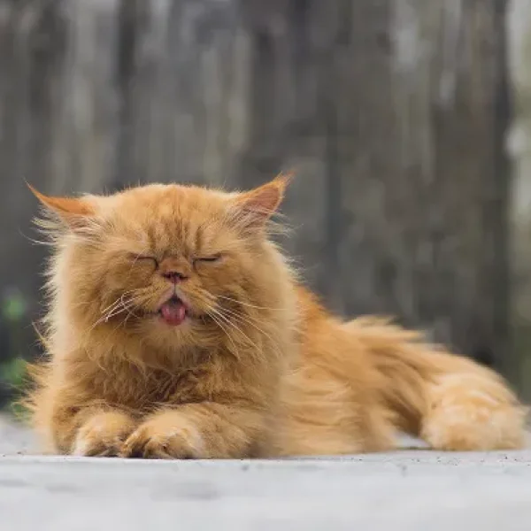 Bladder Stones in Catsg