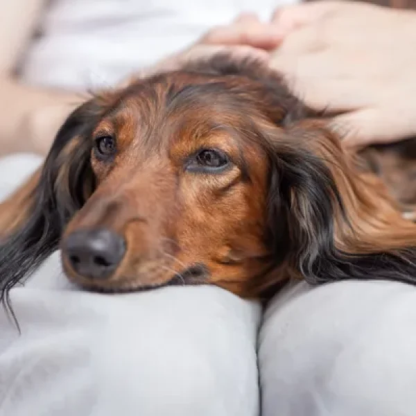 Bladder Stones in Dogs