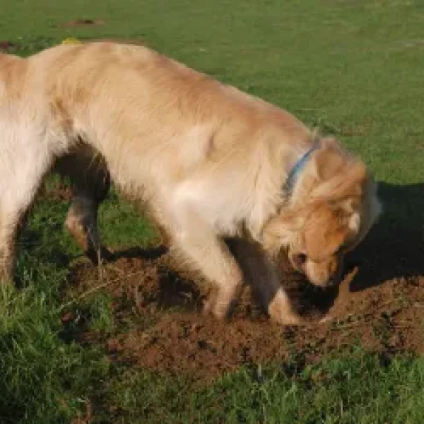 Blastomycosis in Dogs