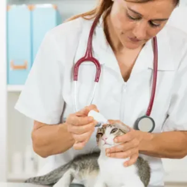 Blepharitis in Catsx