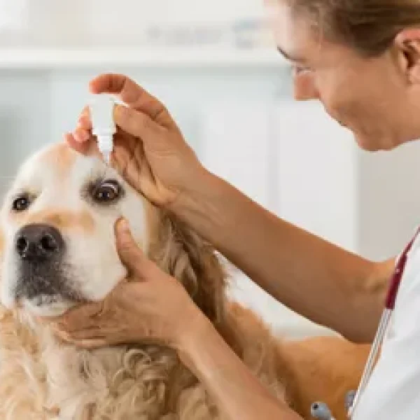 Blepharitis in Dogs