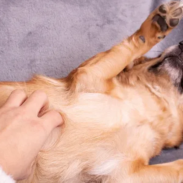 Bloat Gastric Dilatation and Volvulus in Dogs