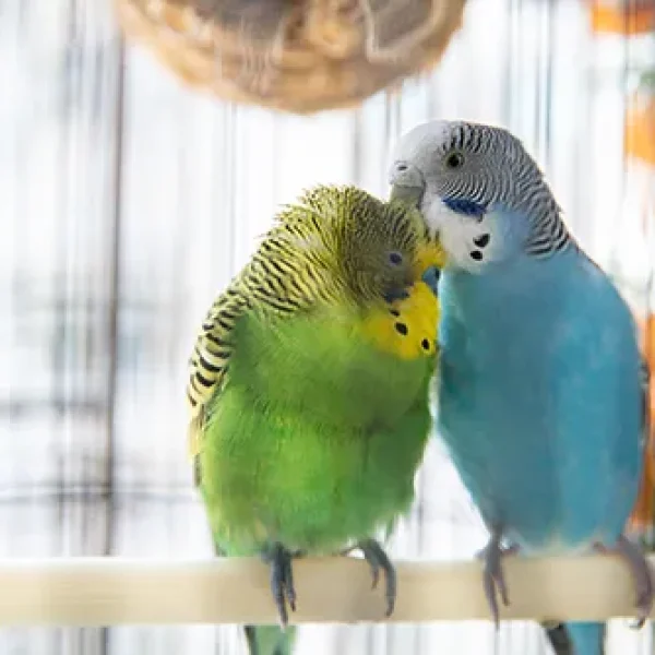 Blood Feathers in Birds